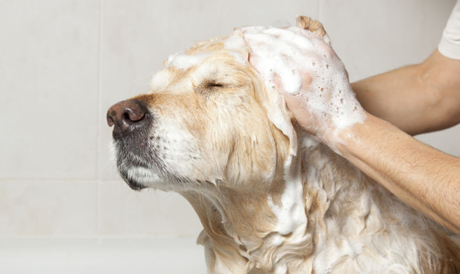 Pets grooming-services